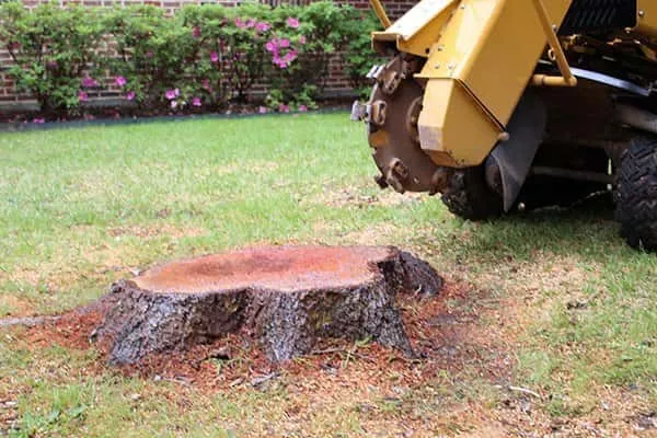Stump grinding